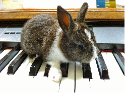Bunny on the Keys