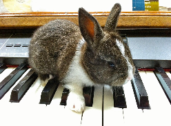 Bunny on a Keyboard, by Charles Van Deursen, www.InTuneWithYou.com
