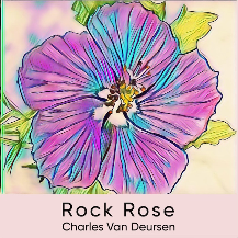 Rock Rose by Charles Van Deursen